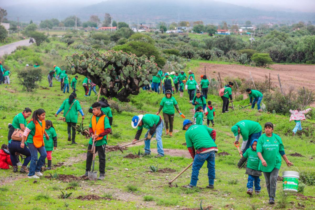 Iberdrola planta árboles en México, Foto: Especial