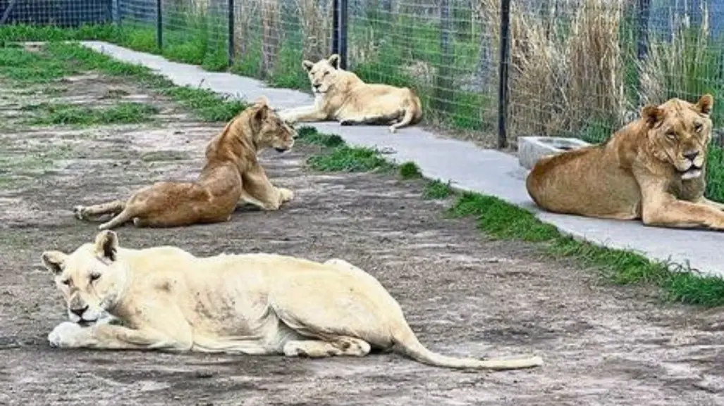 La historia del Santuario Black Jaguar-White y el tráfico de animales