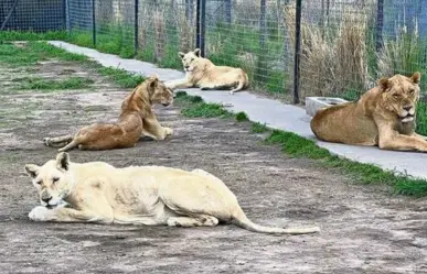 La historia del Santuario Black Jaguar-White y el tráfico de animales