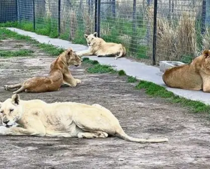 La historia del Santuario Black Jaguar-White y el tráfico de animales