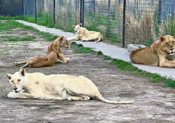 La historia del Santuario Black Jaguar-White y el tráfico de animales