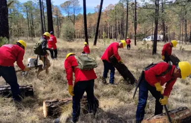 Miles de hectáreas se ven afectadas por plagas en Durango