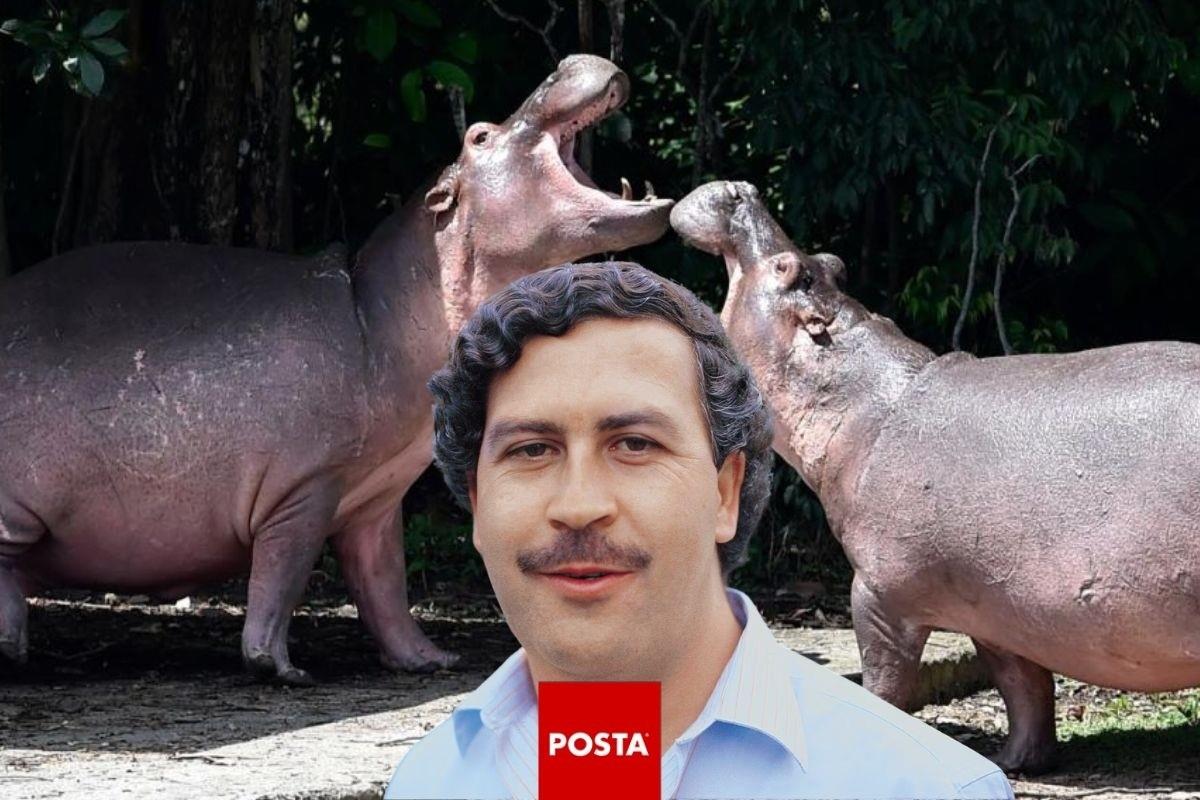 Hipopótamos de Pablo Escobar Foto: Especial