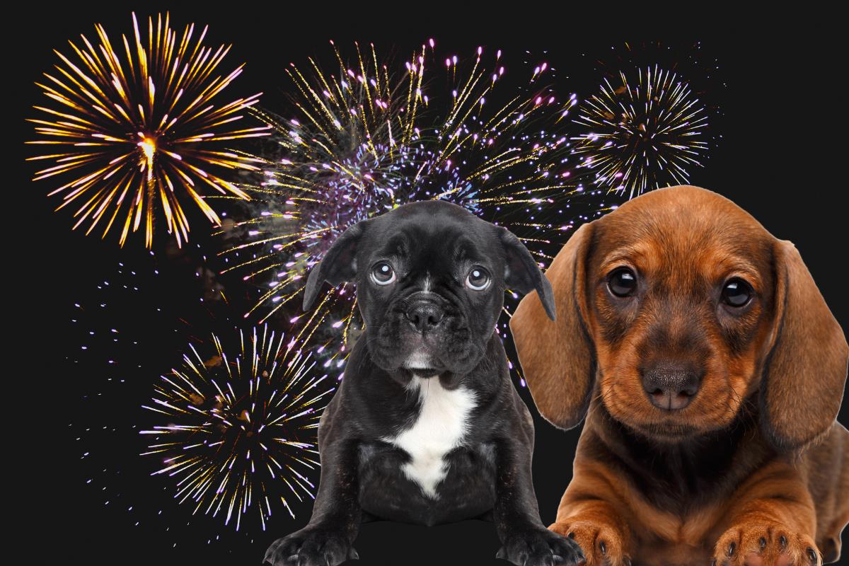 fuegos artificiales, perritos. Foto: Canva