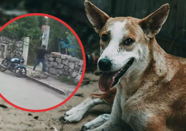 Brutal agresión a un perro en Seyé; cámaras de seguridad captan al agresor