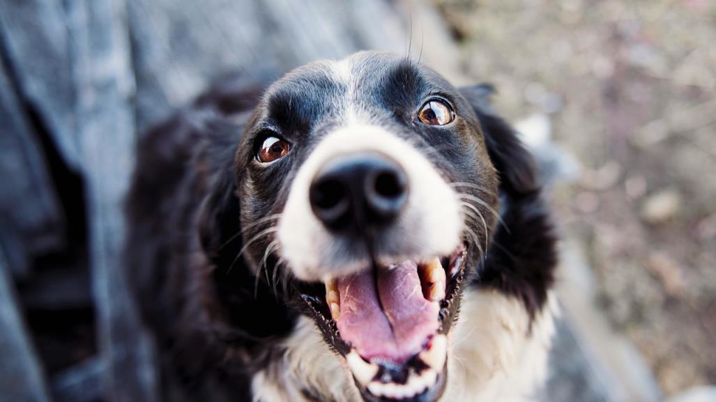 Recomendaciones para proteger a las mascotas durante las fiestas patrias