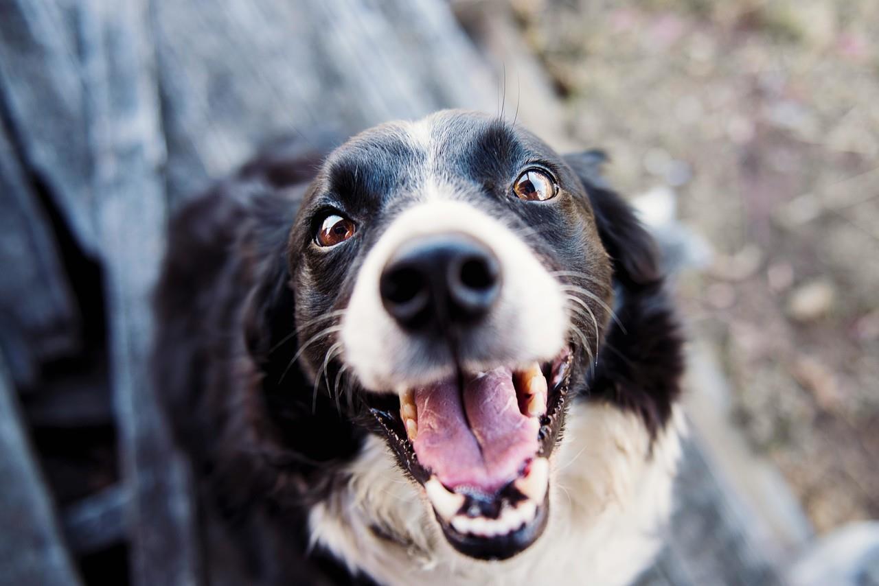 Perro. Foto de Pexels.