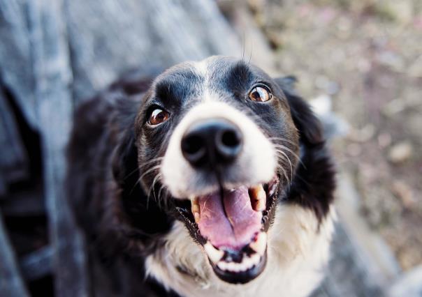 Recomendaciones para proteger a las mascotas durante las fiestas patrias