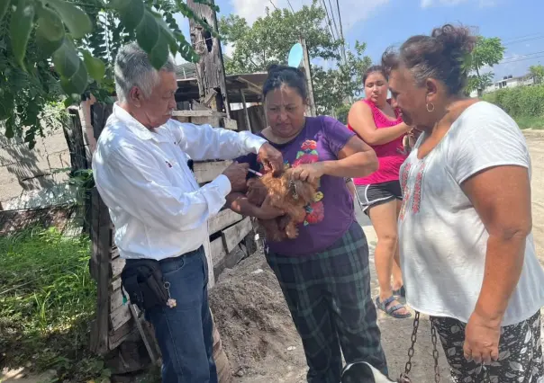 Aplicarán más de 300 mil vacunas a mascotas