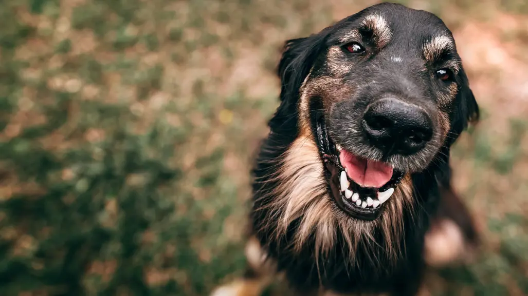 Mes del Testamento: ¿Puedo dejarle mi herencia a mi perro? Esto se sabe