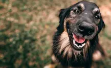 Mes del Testamento: ¿Puedo dejarle mi herencia a mi perro? Esto se sabe