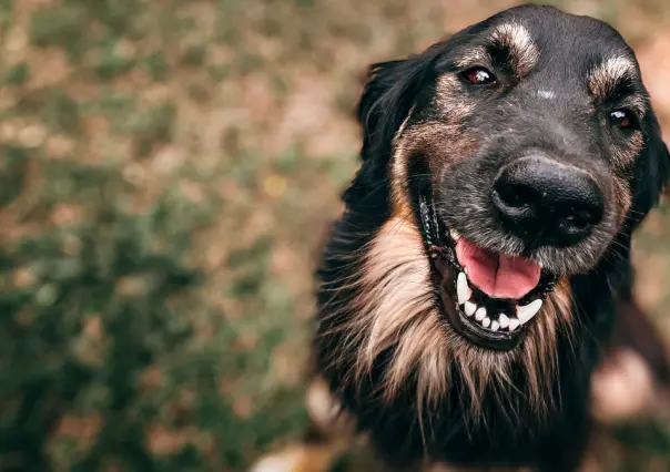 Mes del Testamento: ¿Puedo dejarle mi herencia a mi perro? Esto se sabe