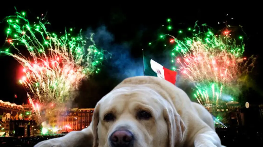 ¿Cómo calmar a tu perro durante los fuegos artificiales?