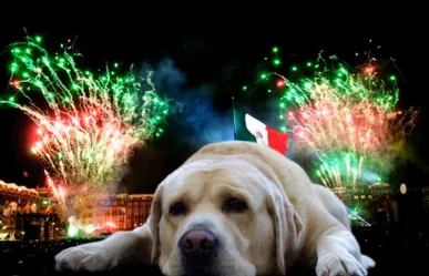 ¿Cómo calmar a tu perro durante los fuegos artificiales?