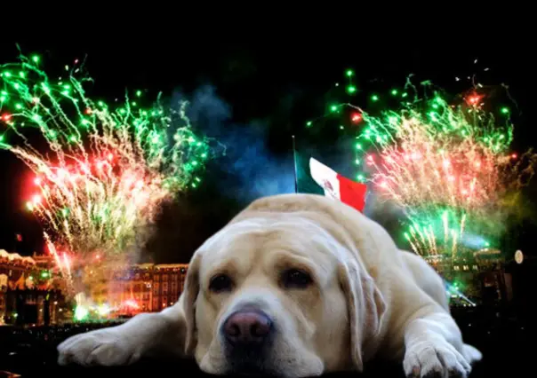 ¿Cómo calmar a tu perro durante los fuegos artificiales?