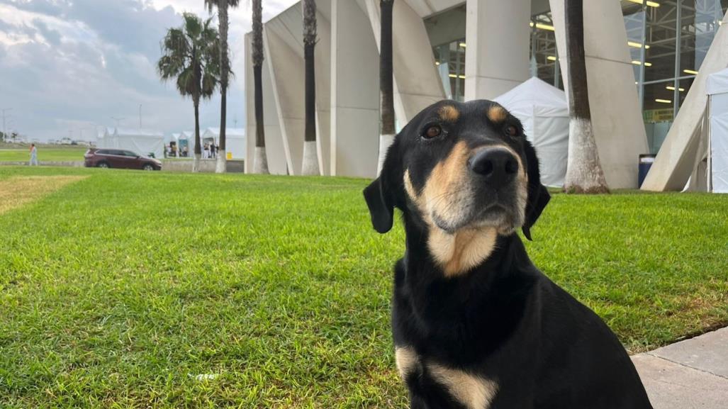 Perritos y Gatitos disfrutarán de las fiestas patrias con rica cena en Saltillo