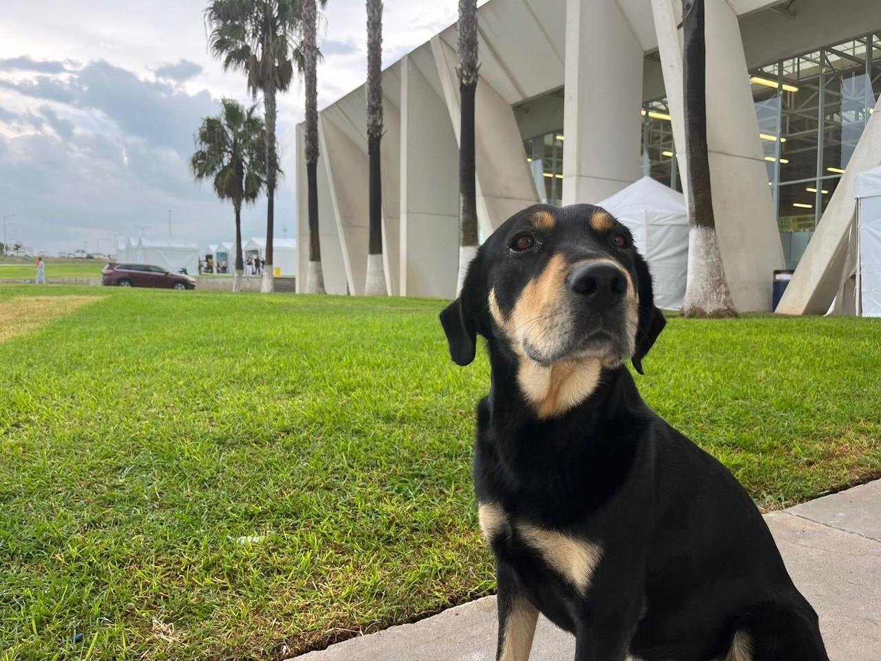 Mascotas. Foto de Marco Juárez.