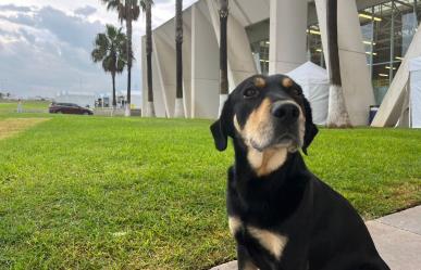 Perritos y Gatitos disfrutarán de las fiestas patrias con rica cena en Saltillo