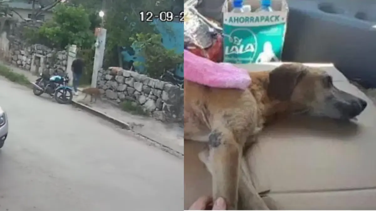 El perrito sufrió graves lesiones en el cuello Foto: Redes Sociales