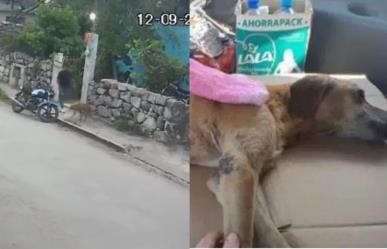 Muere Cacahuate, perrito atacado en Seyé; pobladores exigen justicia