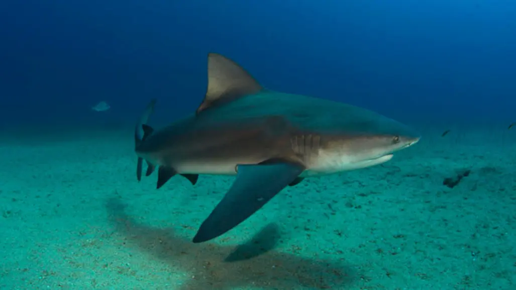 Playa Costa Azul cerrada por posible presencia de tiburón toro