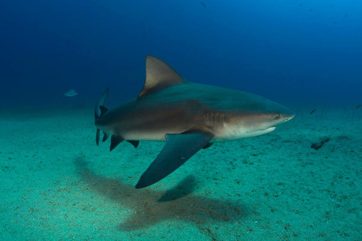 Foto ilustrativa de un tiburón toro.