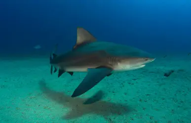 Playa Costa Azul cerrada por posible presencia de tiburón toro