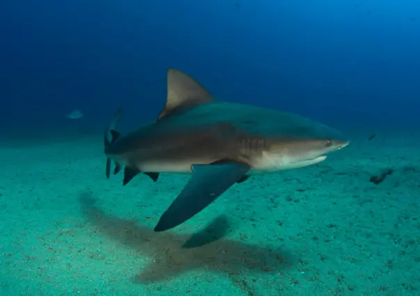 Playa Costa Azul cerrada por posible presencia de tiburón toro