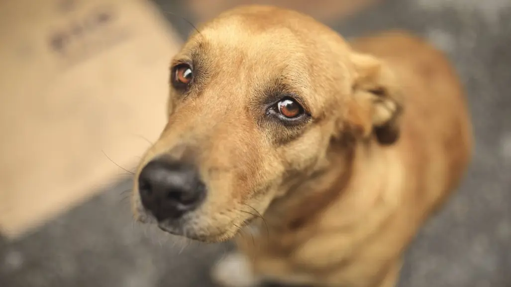 ¿Cuál es el castigo por maltrato animal en Yucatán?