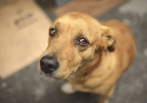 ¿Cuál es el castigo por maltrato animal en Yucatán?