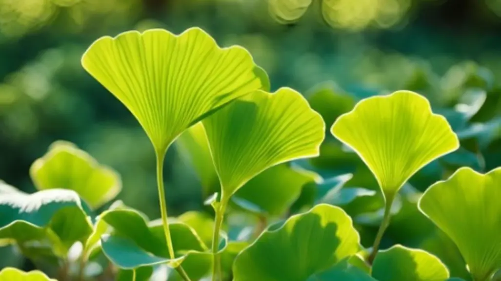 Ginkgo Biloba: Planta medicinal que lo cura todo