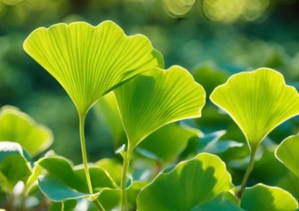 Ginkgo Biloba: Planta medicinal que lo cura todo