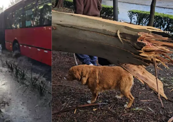 Inundaciones en Eje 4 Oriente y caída de árbol afectan a usuarios del Metrobús