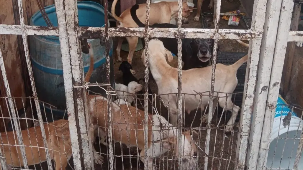 Piden ayuda para rescatar a 26 perros abandonados en La Paz