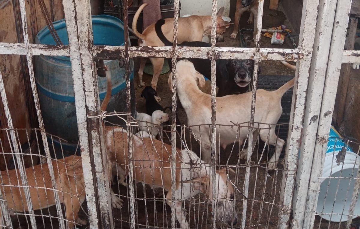 Piden ayuda para rescatar a 26 perros abandonados en La Paz