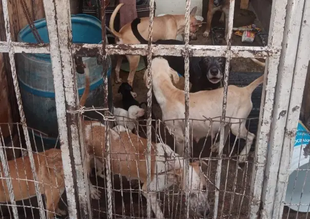 Piden ayuda para rescatar a 26 perros abandonados en La Paz