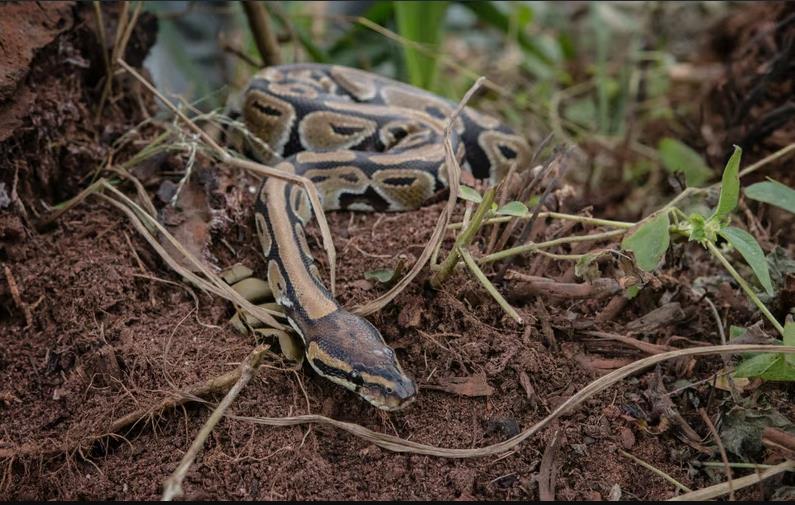 La OMS anticipó que el cambio climático muy probablemente tendrá un impacto en la distribución de las poblaciones de serpientes. Foto. world animal protection