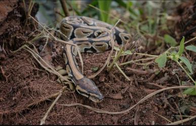 OMS alerta sobre peligro de mordeduras de serpientes