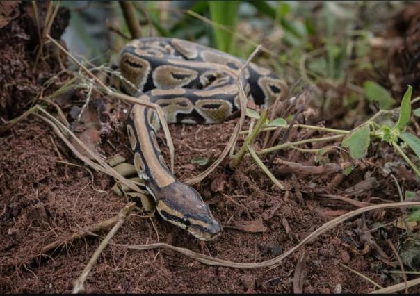 OMS alerta sobre peligro de mordeduras de serpientes