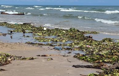 Palaperos colaboran en limpieza por abundante de lirio en Miramar