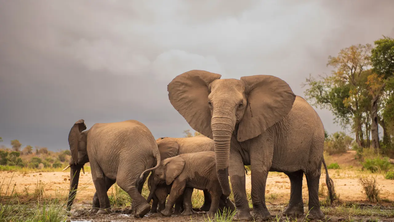 Zimbabwe planea sacrificar hasta 200 elefantes para alimentar a los habitantes que enfrentan una amenaza de hambruna. Foto: Especial.