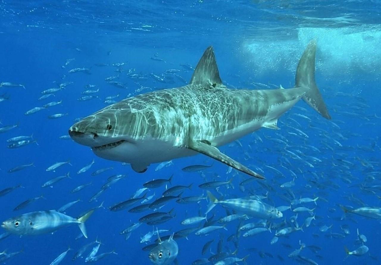 Un tiburón rondando en las aguas de las islas Canarias. Foto: El Caso.