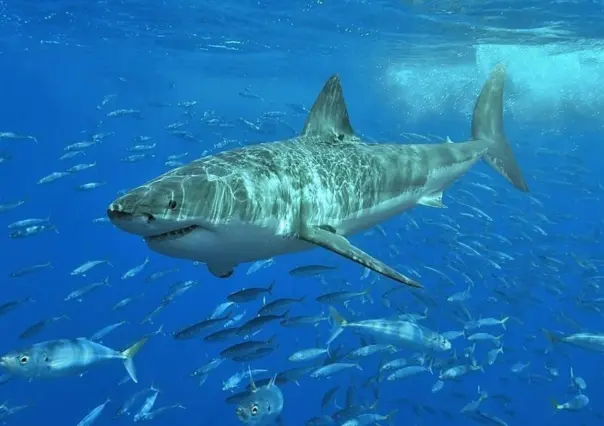 Muere turista tras ataque de tiburón en Islas Canarias