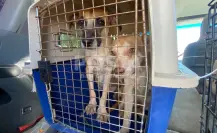 Rescatan a más de 20 perros de una vivienda en La Paz