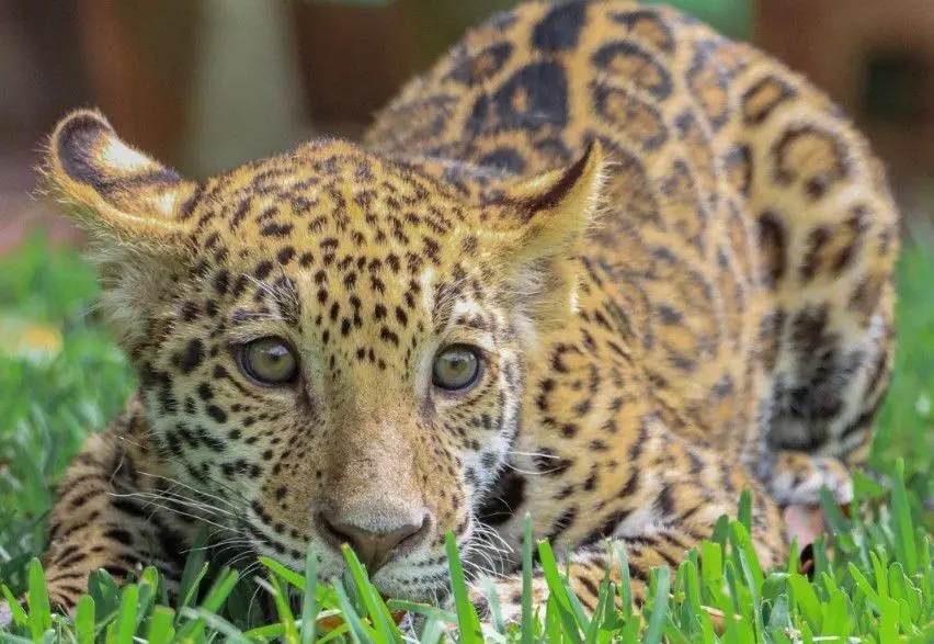 Cachorros de jaguar tendrá residencia momentánea en el Zoológico Tamatán