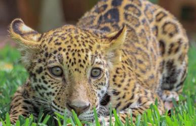 Cachorros de jaguar tendrá residencia momentánea en el Zoológico Tamatán