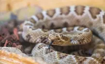 Celebran el Día Internacional de Concienciación sobre la Mordedura de Serpiente