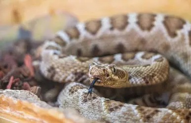 Celebran el Día Internacional de Concienciación sobre la Mordedura de Serpiente