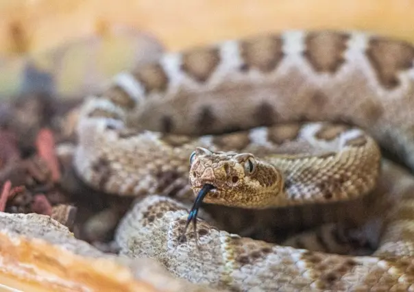 Celebran el Día Internacional de Concienciación sobre la Mordedura de Serpiente