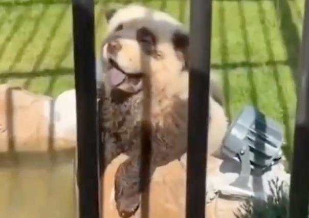 Zoológico en China pinta perros para parecer pandas y son descubiertos